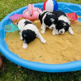 Goldendoodle Puppies from Happy Valley Doodles