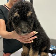 Mini - female Newfypoo puppy in Jamul, California from Socal Puppy