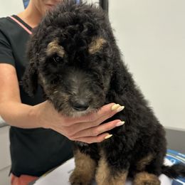 Mini - female Newfypoo puppy in Jamul, California from Socal Puppy