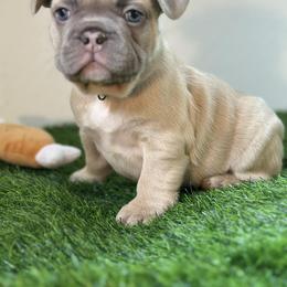 Mambo - Tricolors male French Bulldog puppy in Buchanan, Michigan from Christie's Frenchies