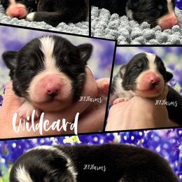 2 Wildcard, BTM - Black tri-color male Australian Shepherd puppy in Huntington, Texas from JKKJ Farms, LLC
