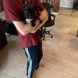 Rip - Brindle male French Bulldog puppy in Russell, Kansas from Fluffity Frenchies LLC