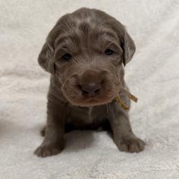 Opalite - female Long Haired Weimaraner puppy in Blanchardville, Wisconsin from Northern Bluegrass Weimaraners