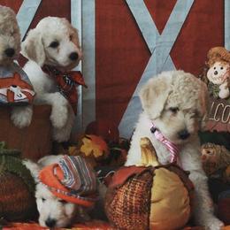 Poodles from Hearts 2 Serve Regal Standard Poodles