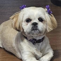 Chanel - Shih Tzu