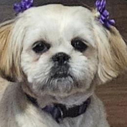 Chanel - Shih Tzu