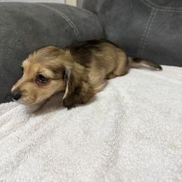Opal - Cream female Dachshund puppy in Jackson's Gap, Alabama from Lake Martin Doxies