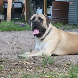Mastiff All Grown Up from A&D LoneStar Mastiffs