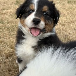 Pinot - Black tri-color Australian Shepherd puppy in Washington from White House Australian Shepherds