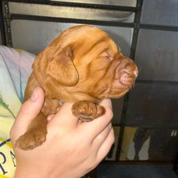 Grey Collar - Red  male Goldendoodle puppy in Winchester, Tennessee from Mahaffey’s Doodles