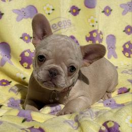 Opal - Cream female French Bulldog puppy in Hemet, California from Bowman Pups