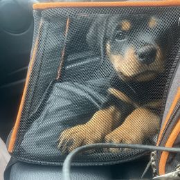 Rottweiler Puppies from KarmaKennelPNW