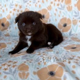 Lily - Red tri female Toy Australian Shepherd puppy in Liberty Hill, Texas from Pistol Paws Aussies