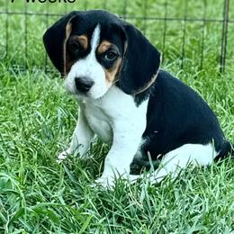 Indigo - Black white and tan male Beagle puppy in Rogersville, Missouri from Hales Little Beagle Haven