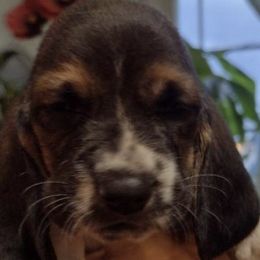 Basset Hounds from Beautiful Bassets