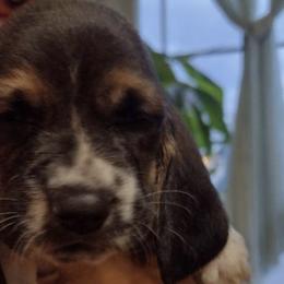 Basset Hounds from Beautiful Bassets