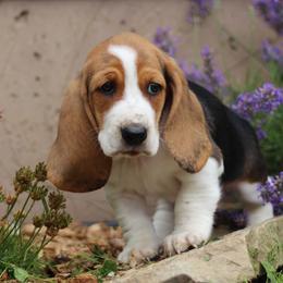 Luna - Black brown and white female Basset Hound puppy in Idaho from Welcome Home Bassets