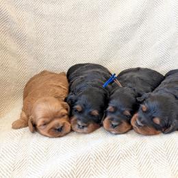 Boy 1 - Tri-color male Labradoodle puppy in Lebanon, Pennsylvania from Copper Mini Labradoodles