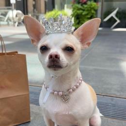 Elsa - Chihuahua