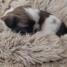 Dalmatian and Shih Tzu Puppies from Mountain Pass Barn