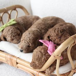 Poodle Puppies from Bruno & Co. Puppies