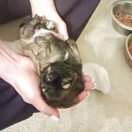 Shih Tzu Puppies from Peterson Shih Tzus