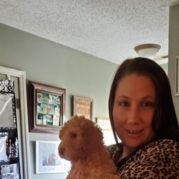 Poodle Puppies from Polly Wally Doodles and Poodles