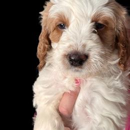 Goldendoodle Puppies from Luccisgoldendoodles