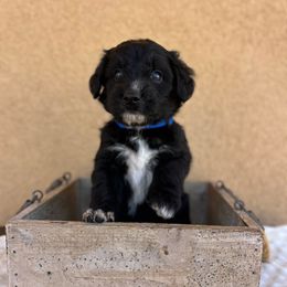 Neville Longbottom - Black male Bordoodle puppy in Valley Center, California from Circle R Valley Farms