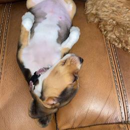 Beagle Puppies from Beech Grove Beagles