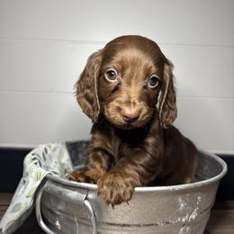 Dachshund, Shih Tzu, and Yorkshire Terrier Puppies from Happy Hounds and More🐾
