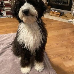 Aussiedoodle and Goldendoodle Puppies from Saddle Hill Farms