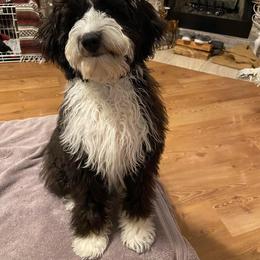 Aussiedoodle and Goldendoodle Puppies from Saddle Hill Farms
