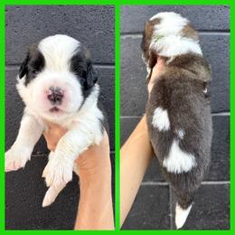 Green - Mahogany and white male Saint Bernard puppy in Ladysmith, Wisconsin from Northwoods Saint Bernards