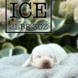 Ice - Yellow male Labrador Retriever puppy in Puyallup, Washington from 12 Door Farm Labradors