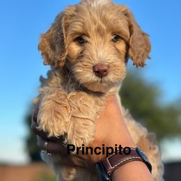 Principito - Caramel male Australian Labradoodle puppy in Alamo, Texas from QuiSal Labradoodles