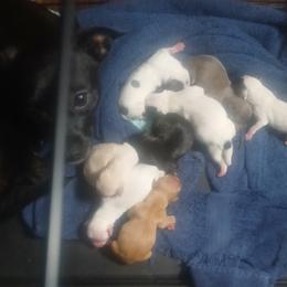 Chihuahua puppies from Lynda Pups