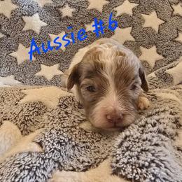 Ray 6 - Red merle male Aussiedoodle puppy in Redding, California from House Merrills Minis and Doodles
