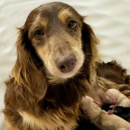 Pebbles - Dachshund