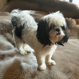 Cherry - Shih Tzu