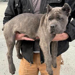 Yellow callor - Gray brindle female Cane Corso puppy in Morgan Hill, California from Corso Empire