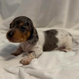 Leonard- AKC - Dapple male Dachshund puppy in Whitehouse, Texas from Daschund Pups