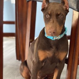 Doberman Pinscher Puppies from Jensen Dobermans