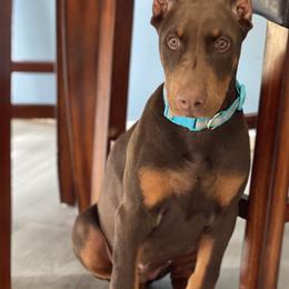 Doberman Pinscher Puppies from Jensen Dobermans