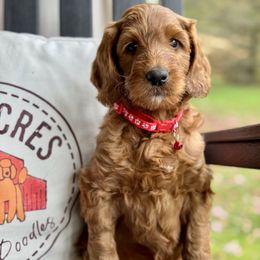 Red - Red  male Goldendoodle puppy in Hesperia, Michigan from Red Acres Poodles & Doodles