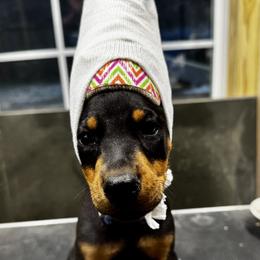 Blue - Black and rust female Doberman Pinscher puppy in Medina, Tennessee from Valorosa Doberman Kennel