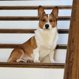 Lupin - Pembroke Welsh Corgi