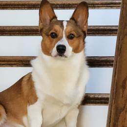 Lupin - Pembroke Welsh Corgi