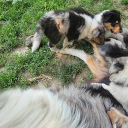 Collie Puppies from Katrina's Collies