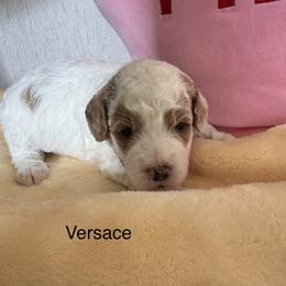Versace - Parti female Goldendoodle puppy in Danville, Virginia from Stella’s Stunning Goldendoodles of VA